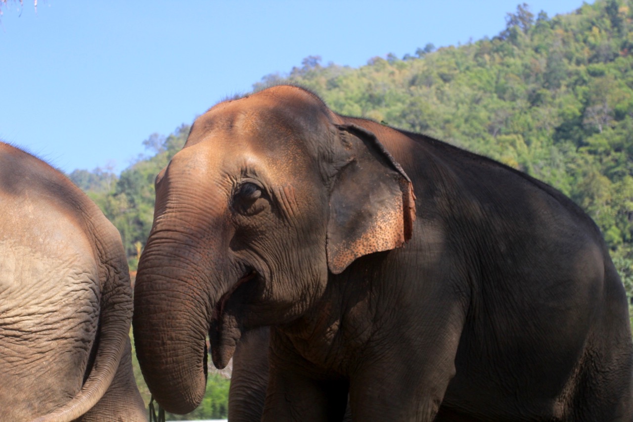 Elephant Nature Park, Chiang Mai