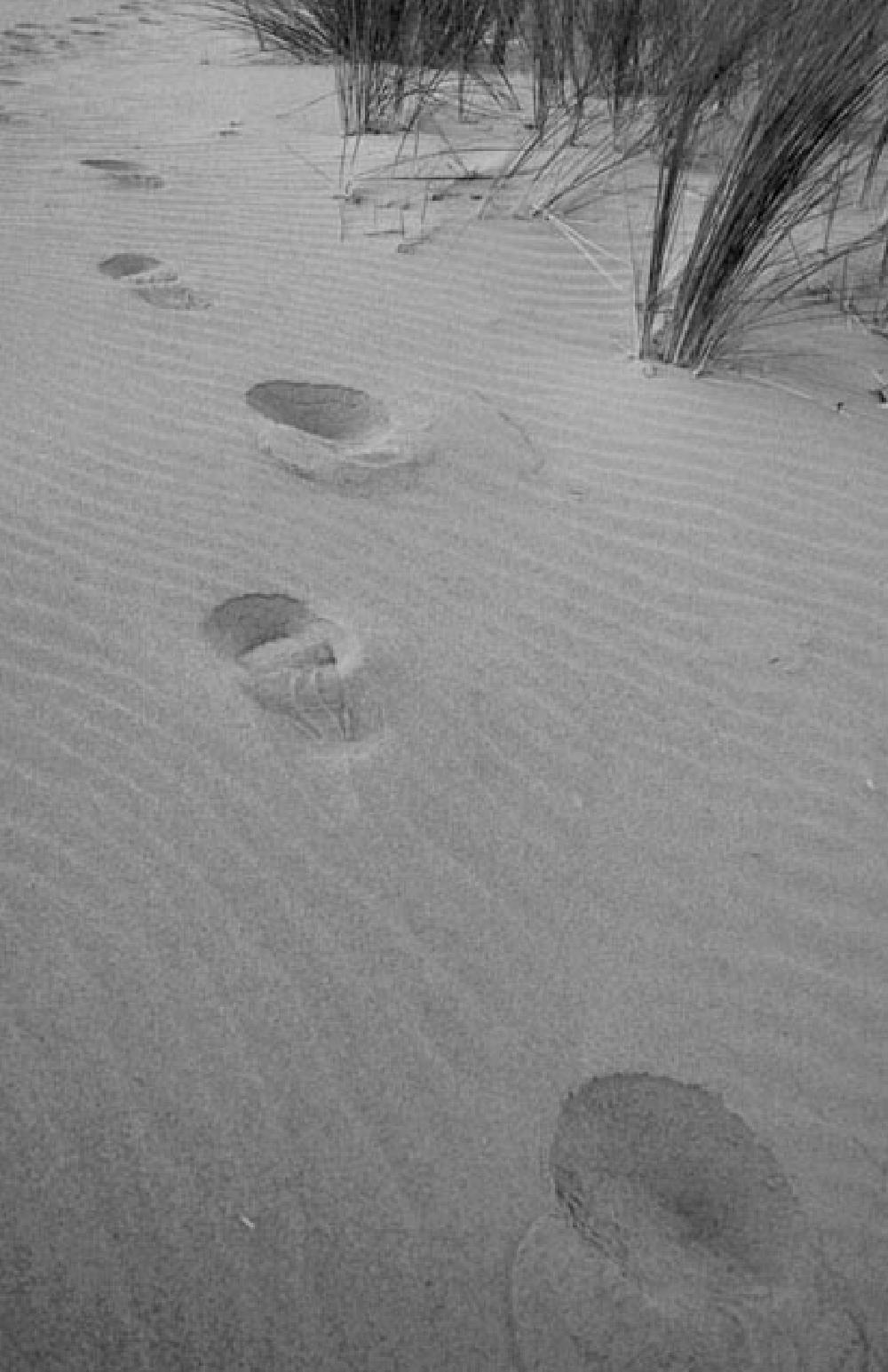 Footprints on a Huelva beech, Spain