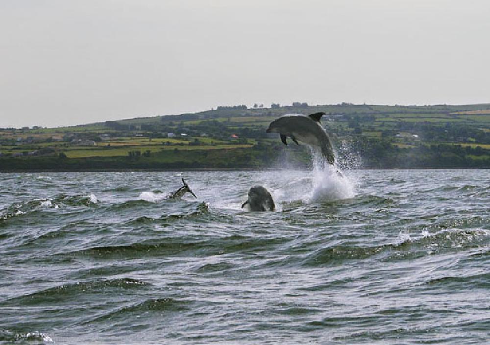Bottlenose Dolphins in Dungarvan Bay