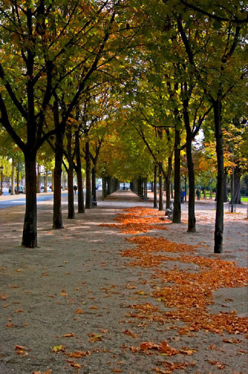 Fallen leaves on the Champs D Elysee
