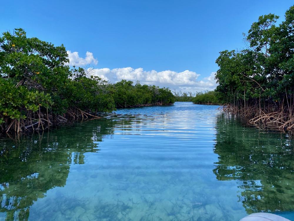 Mangroves, Nunjack Cay, Abaco Islands, Bahamas