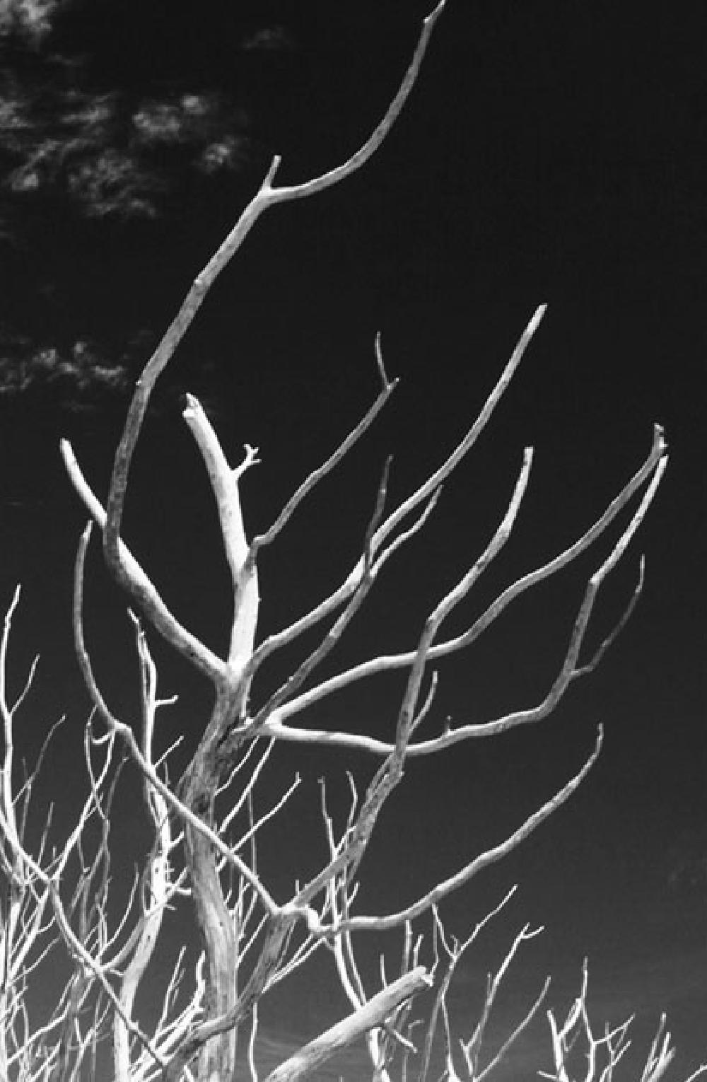 B&W Tree, Tarifa