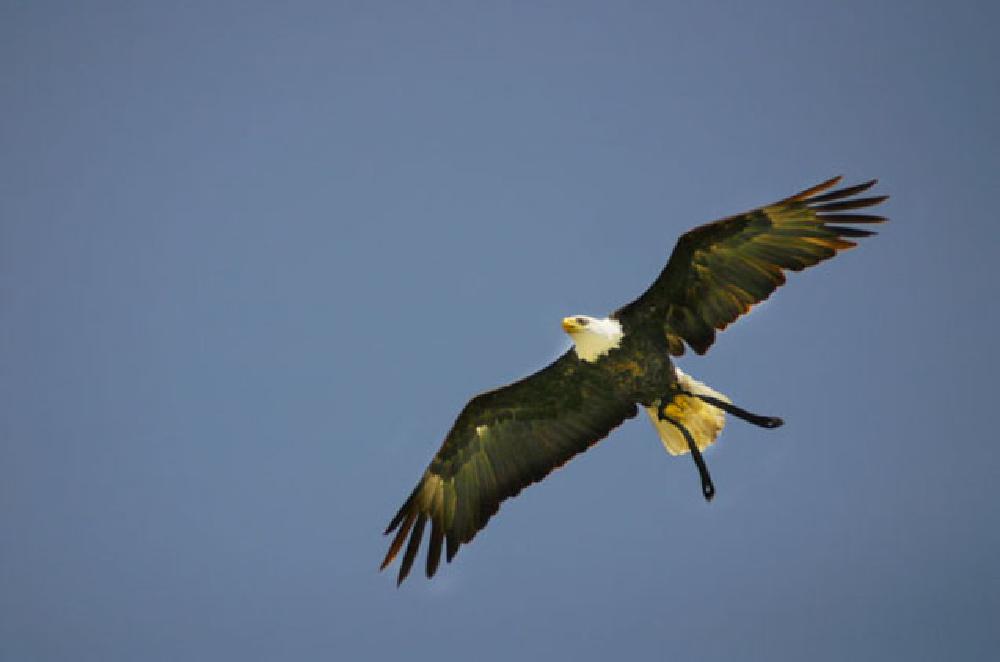 Eagle in flight (in captivity)