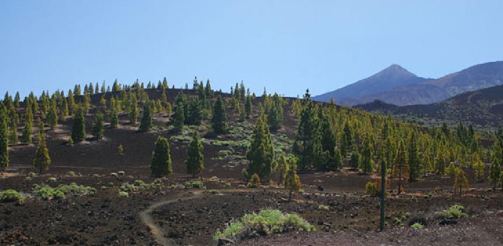 Mt. Teide Landscape