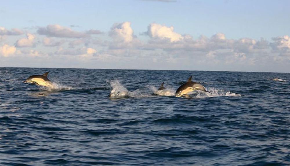 Common Dolphins Jumping
