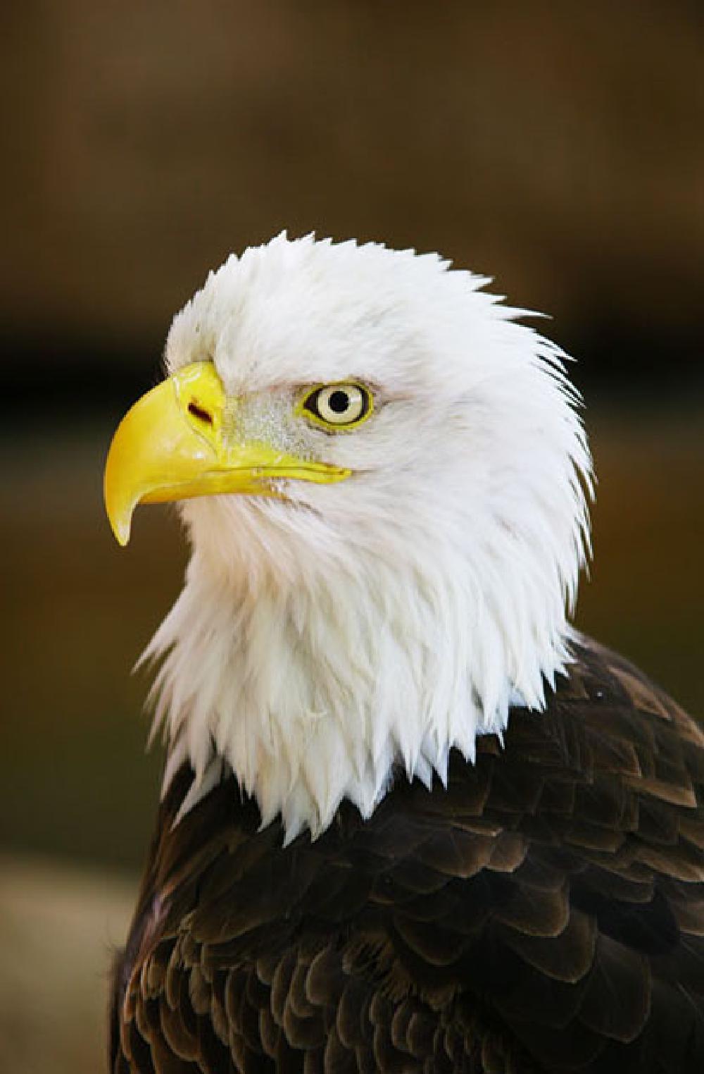 Eagle (photographed in captivity)