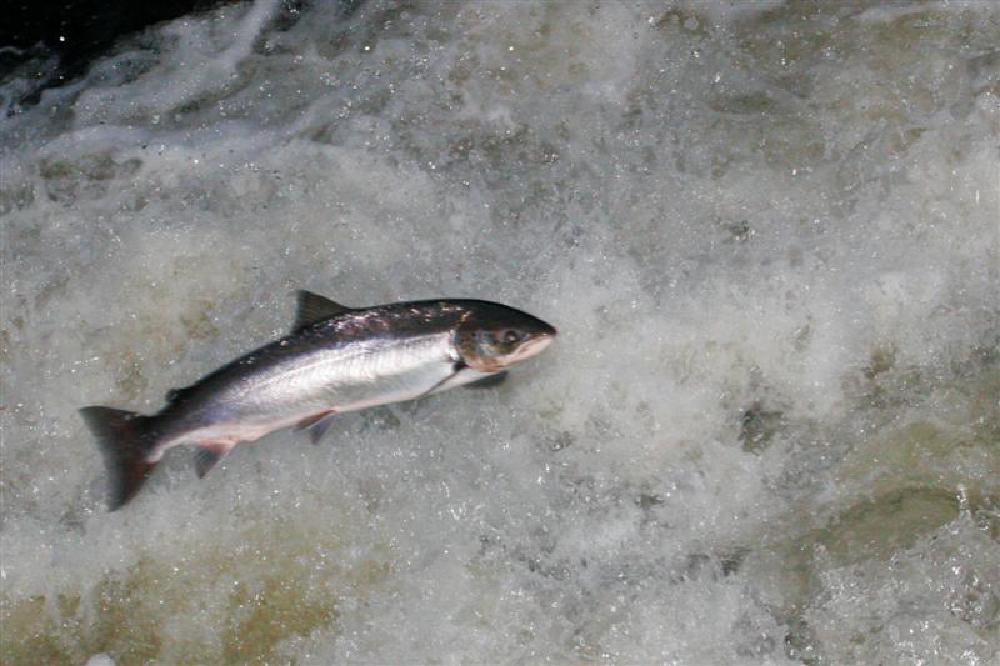 Salmon leaping on the river Colligan.JPG